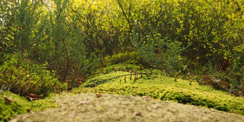 未来主义营销视角下：公关传播如何重塑开源项目与开发者社区生态